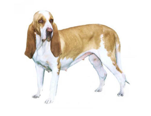 Chien courant italien