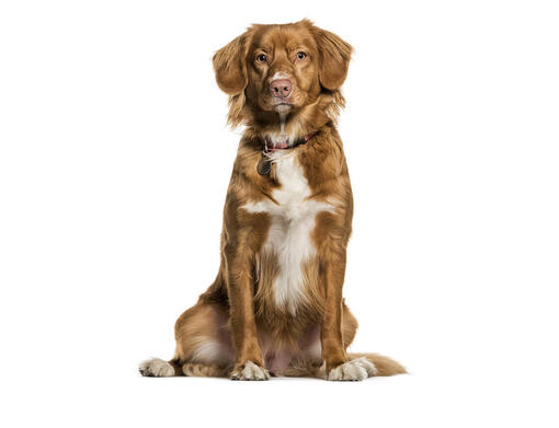 Nova scotia duck tolling retriever