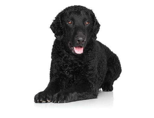 Curly-coated retriever