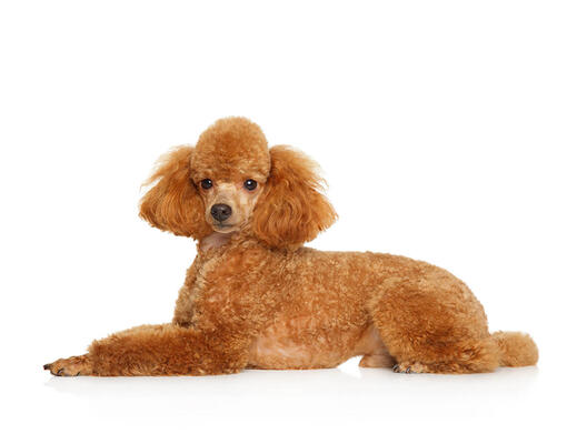 Caniche nain 