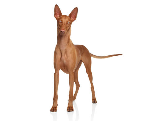 Faraohond