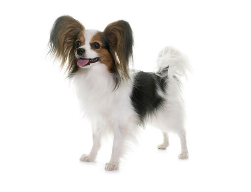 Vlinderhondje