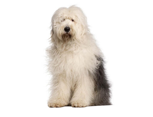 Bobtail 