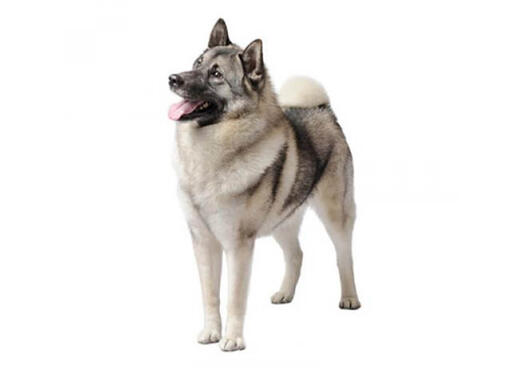 Noorse elandhond