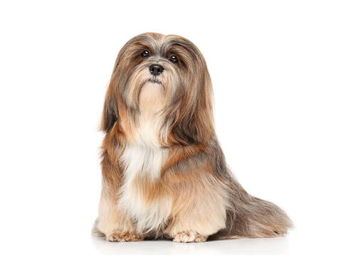 Lhasa apso