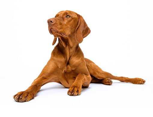 Braque hongrois (Vizsla) à poil court