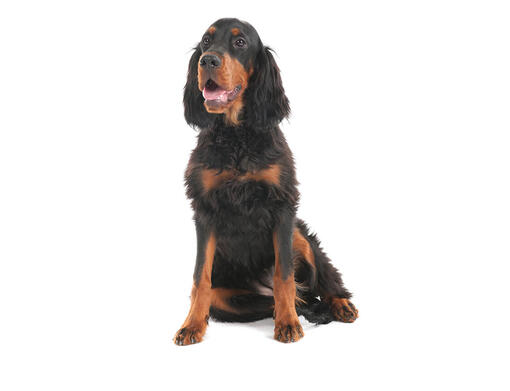 Gordon setter