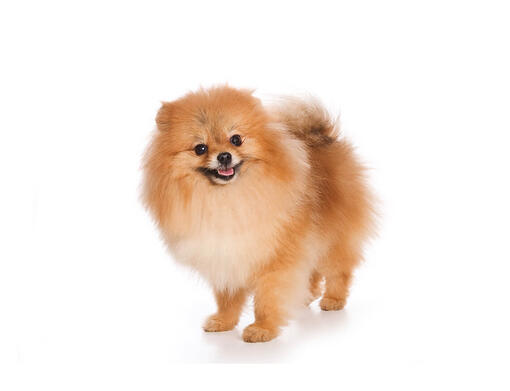 Spitz allemand nain