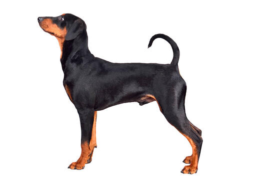 Duitse pinscher