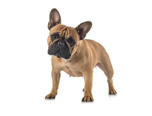 Franse buldog