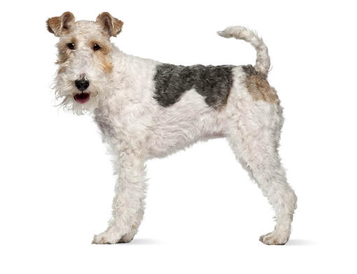 Fox Terrier à poil dur