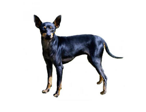 Terrier anglais miniature