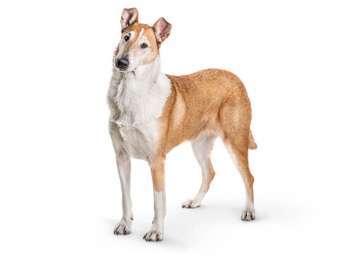 Kortharige collie
