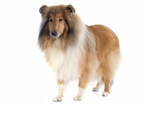 Collie à poil long