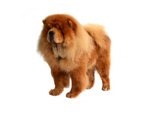 Ruwharige chowchow