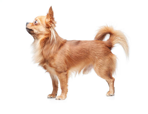 Langharige chihuahua
