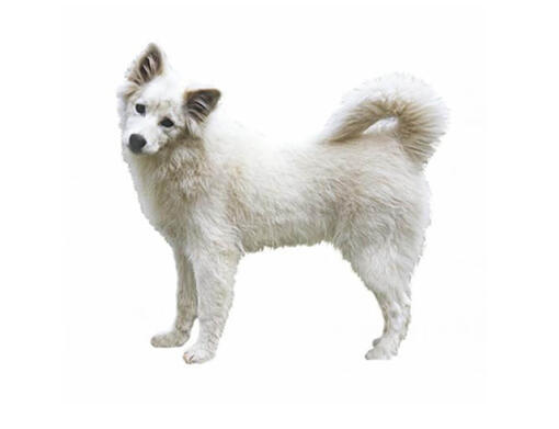 Canadese eskimohond