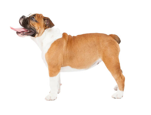 Buldog