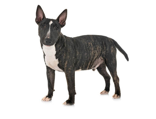 Bull Terrier nain