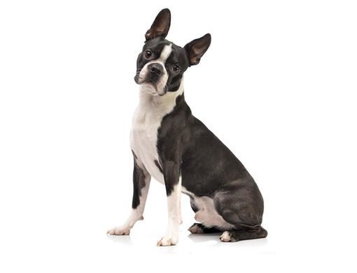 Bostonterriër