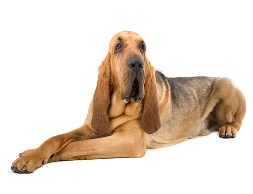 Bloedhond