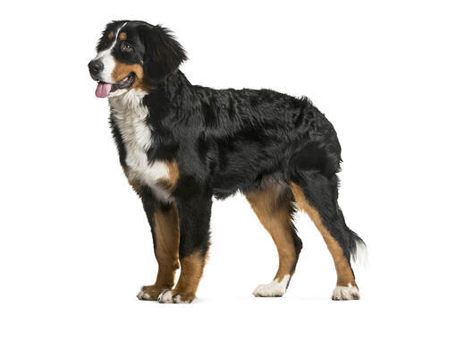 Berner sennen