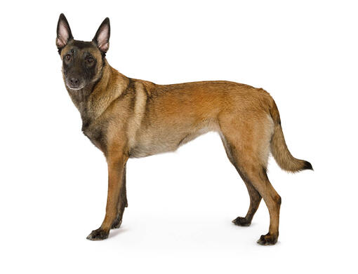 Malinois (Berger belge) 