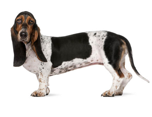 Bassethond