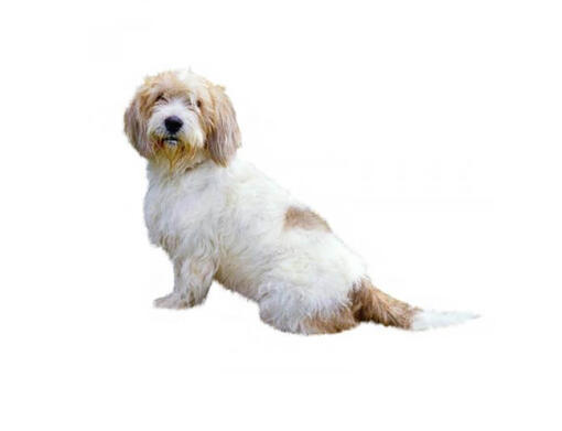 Petit Basset Griffon vendéen
