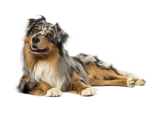Australische herder