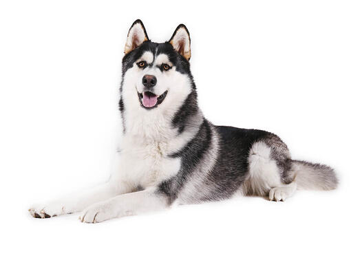 Alaska-malamute
