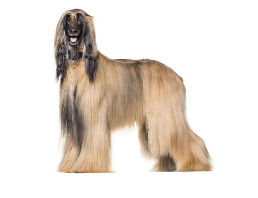 Afghaanse windhond