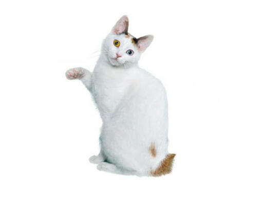 Japanse kortharige bobtail