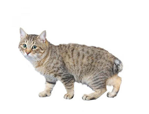 Japanse langharige bobtail