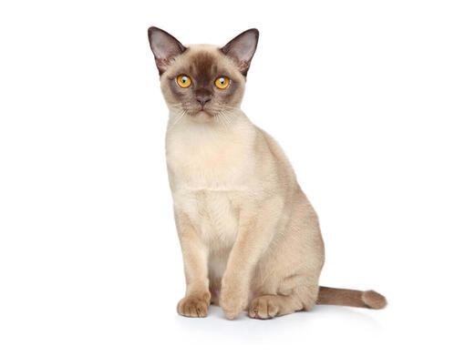 Burmese kat