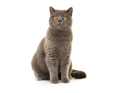 onpeilbaar Champagne Uitgaven Britse korthaar | Alles over dit kattenras | Purina