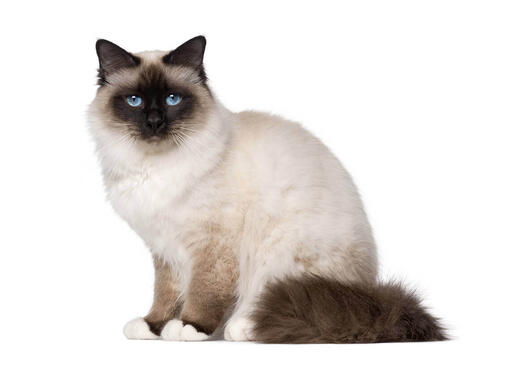 Birmaanse kat
