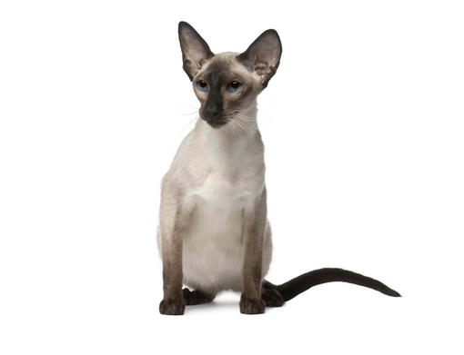 Balinese kat