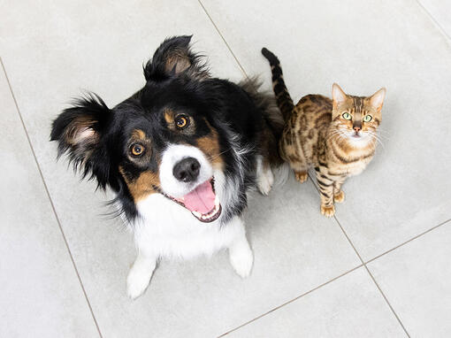 Chien et chat regardant vers le haut