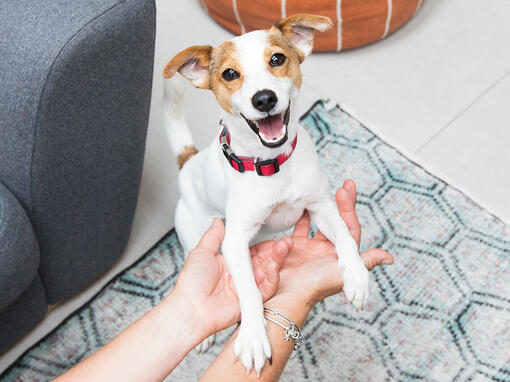 chiot heureux sautant dans les bras du propriétaire