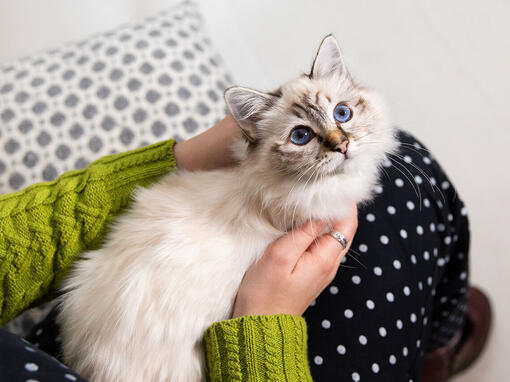 chaton assis sur les genoux de quelqu'un