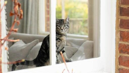 Chaton regardant par la fenêtre à la maison