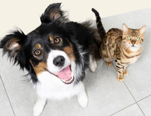 Chien et chat regardant vers le haut