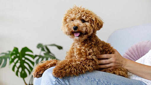 Maltipoo op zijn knieën