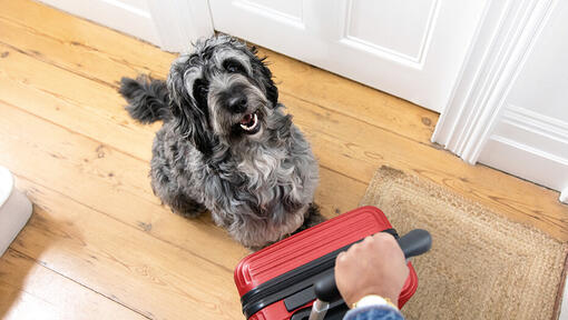 hond zit naast reistrolley