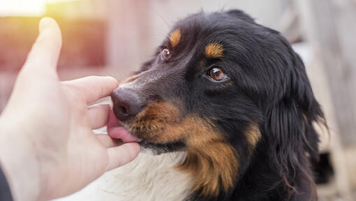 hond likt hand van baasje