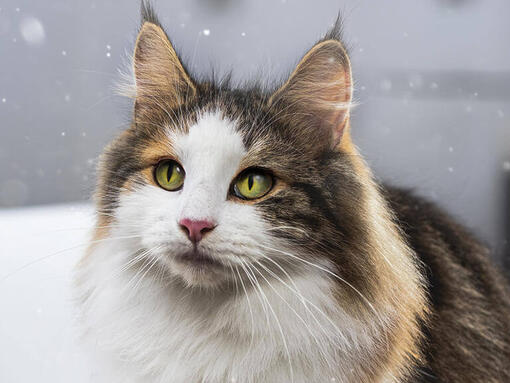 Un souffle majeur dans la gestion des allergènes du chat