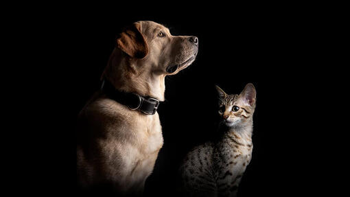 Purina PRO PLAN Chien et Chat​