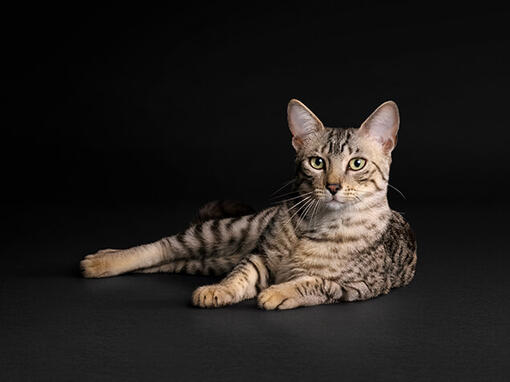 PURINA PRO PLAN Katten