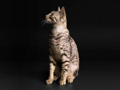 PURINA PRO PLAN Chat stérilisé